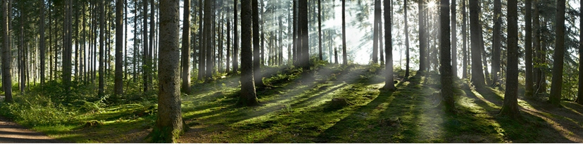 Vergrauung von Holz