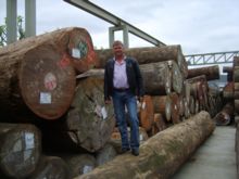 Herr Severin bei der Begutachtung der riesigen Baumstämme